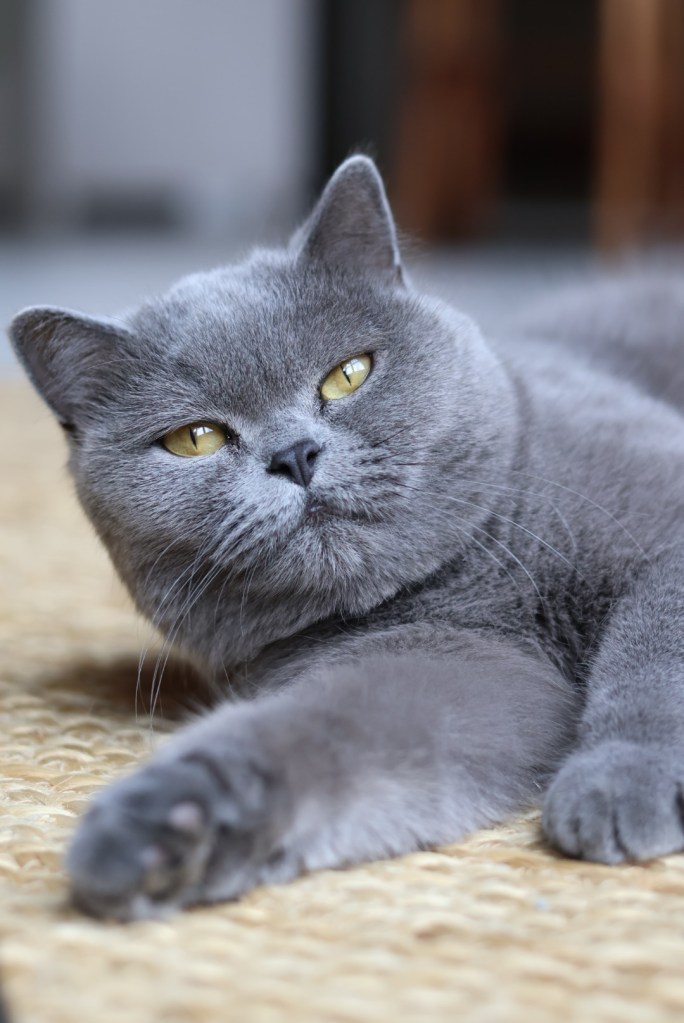 blue british shorthair cat