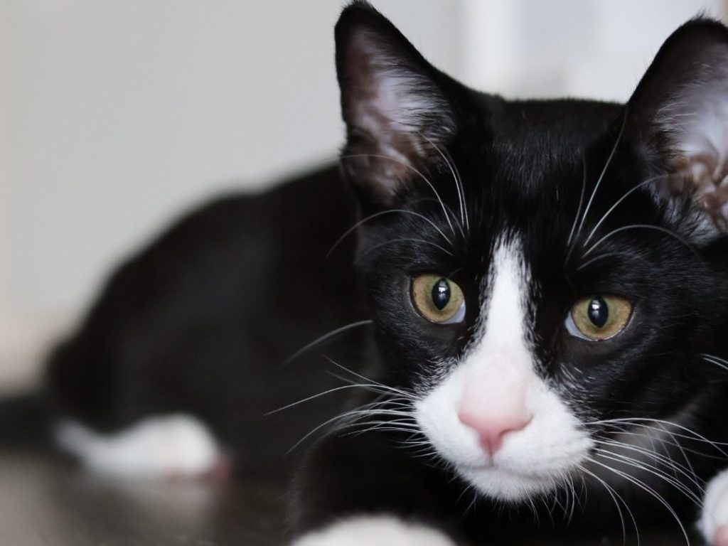 tuxedo kitten