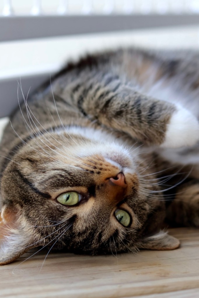 cat products on amazon